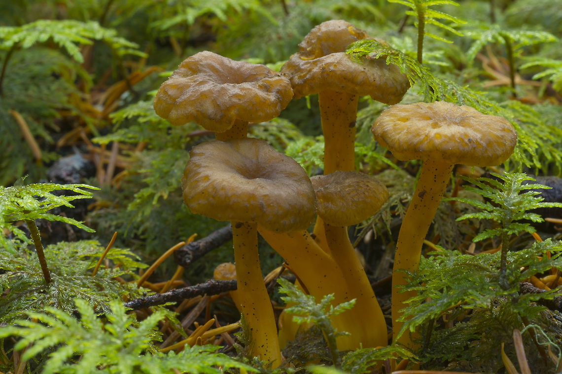 Yellowfoot Chanterelle  Craterellus tubaeformis