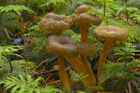 Yellowfoot Chanterelle  Craterellus tubaeformis