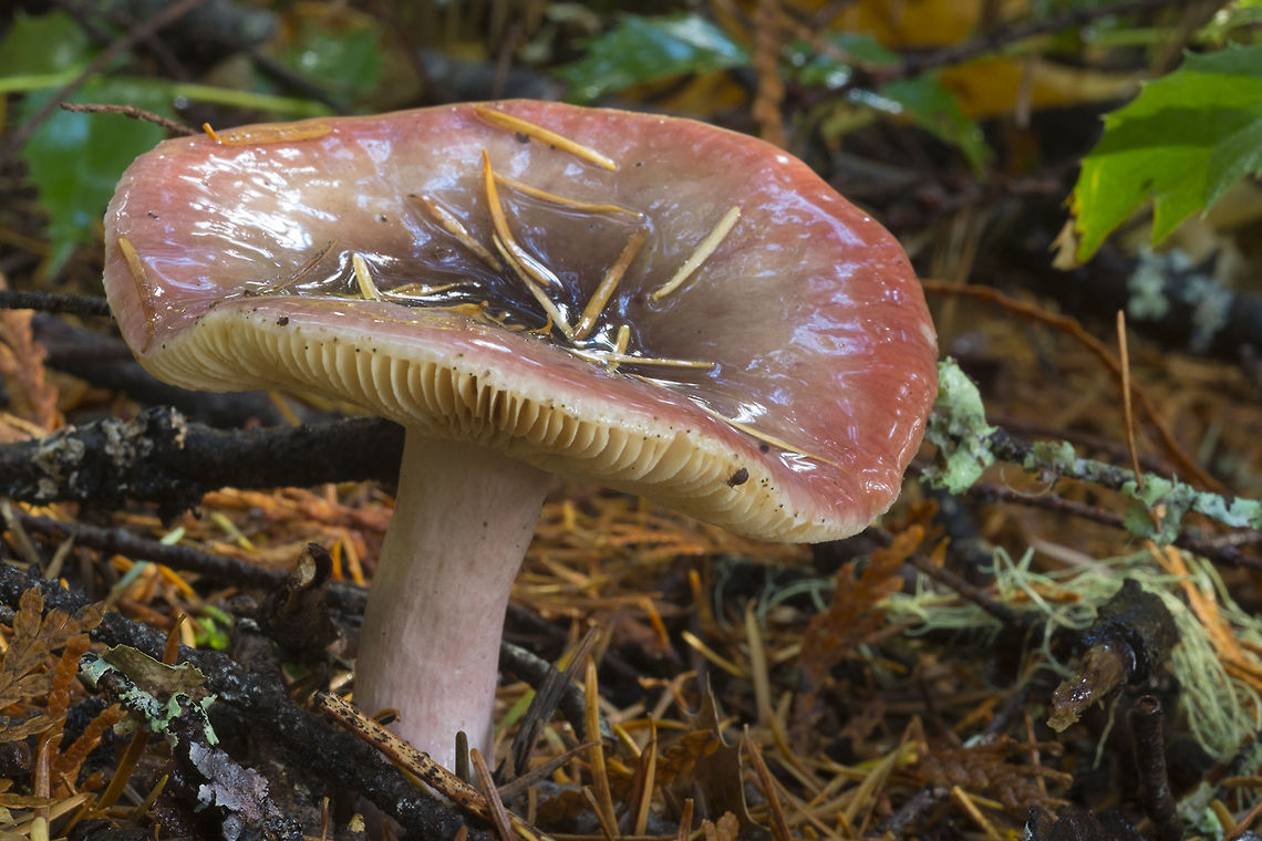 Red Russula I think this might be R. pelargonia, but I don't recall the smell, so I can't call it definite