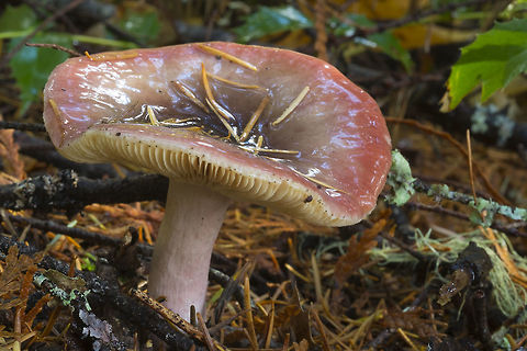 Red Russula I think this might be R. pelargonia, but I don't recall the smell, so I can't call it definite