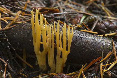 Yellow coral mushroom with sparse branching possibly Lentaria species