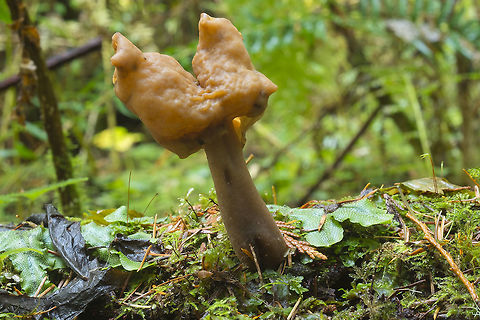 Tan Elfin Saddle ☠  Gyromitra infula,Hooded false morel