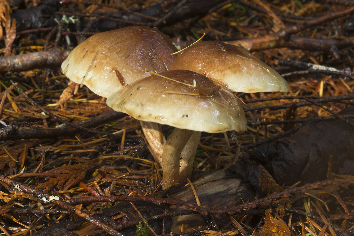 Tan mushroom group