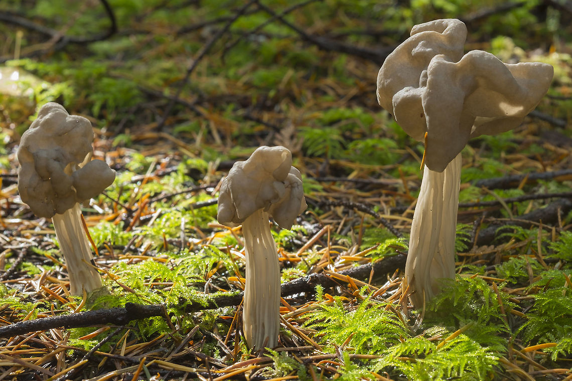 Helvella maculata I think these may be H. maculata<br />
either H. maculata or a very light variation of H. vespertina. I don't see any attachments of the cap to the stem, which would indicate maculata, but it is difficult to tell whether the underside of the cap is fuzzy or not, as these are young mushrooms and the caps are still rolled inwards. Helvella maculata