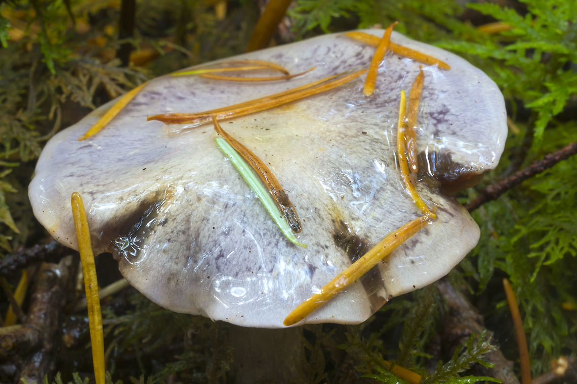 Purple-blue marbled mushroom A picture doesn&#039;t do justice to how lovely this little marbled mushroom was