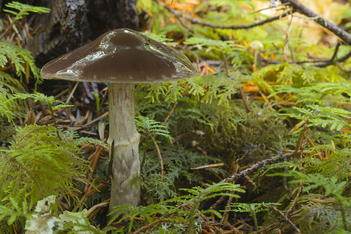 brown viscid capped mushroom  Hygrophorus olivaceoalbus
