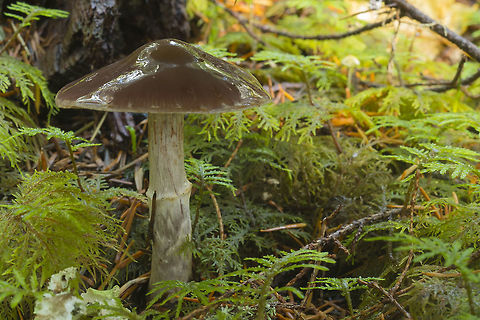 brown viscid capped mushroom  Hygrophorus olivaceoalbus