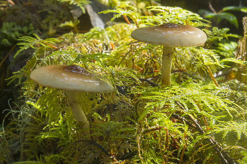 Viscid capped mushrooms with brown eye spots