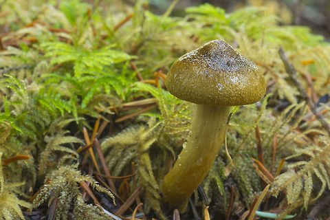 Mustard yellow scaly mushroom appears that this is yet another young form of the honey mushroom Armillaria mellea