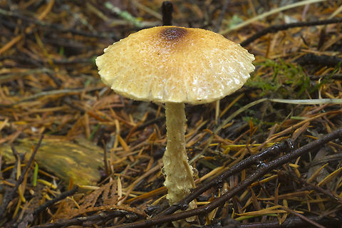 Lepiota magnispora  Lepiota magnispora