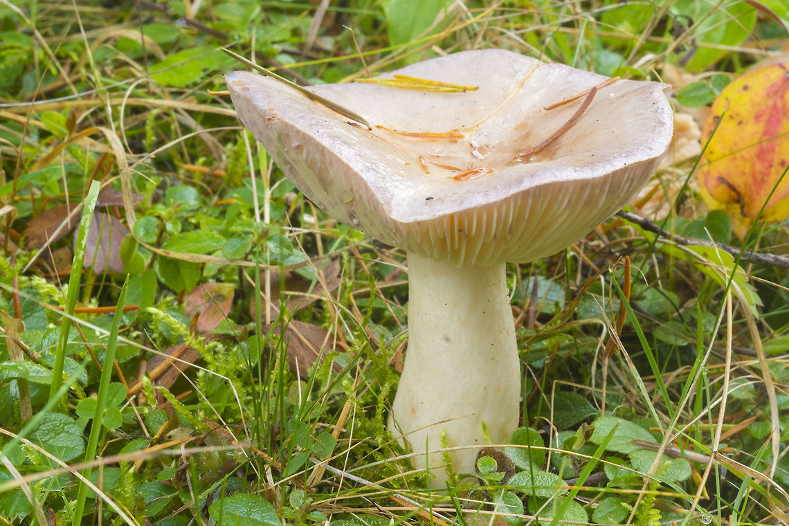 Violet staining Milk Cap  Fall,Geotagged,Lactarius pallescens,United States