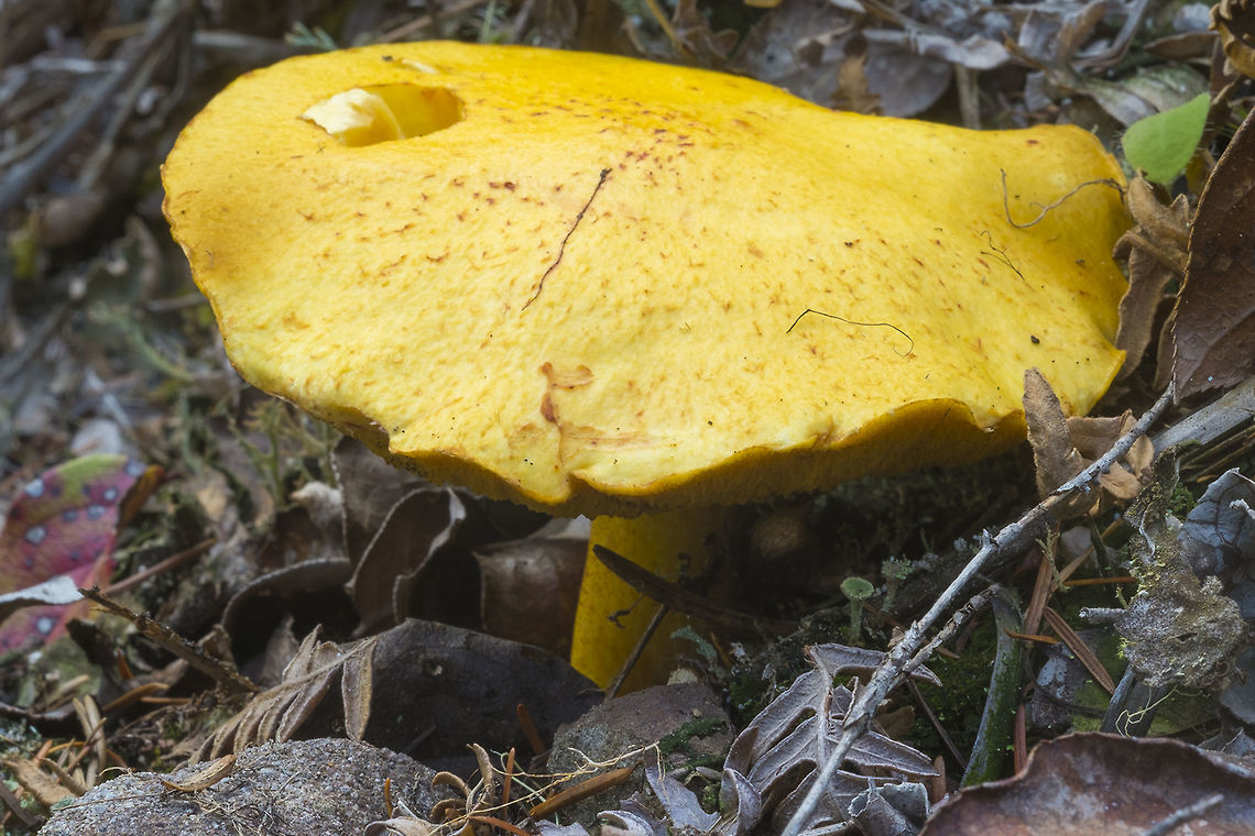 Suillus sibiricus  Fall,Geotagged,Suillus sibiricus,United States