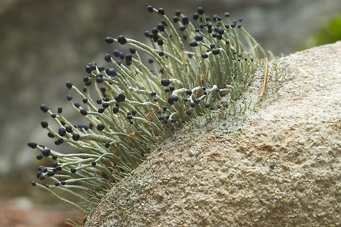 Devil's Matchstick  Fall,Geotagged,Pilophorus acicularis,United States