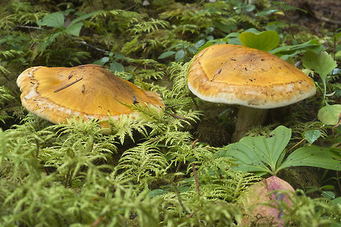 Large orange mushrooms with white edges  Booted Knight,Fall,Geotagged,Tricholoma aurantium,Tricholoma focale,United States