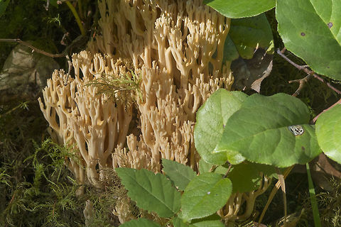 Creamy yellow coral with yellow tips  Fall,Geotagged,United States