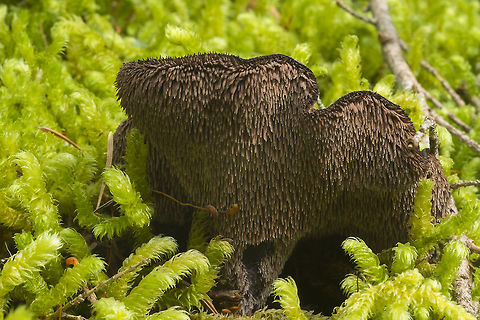 Sarcodon fuscoindicus