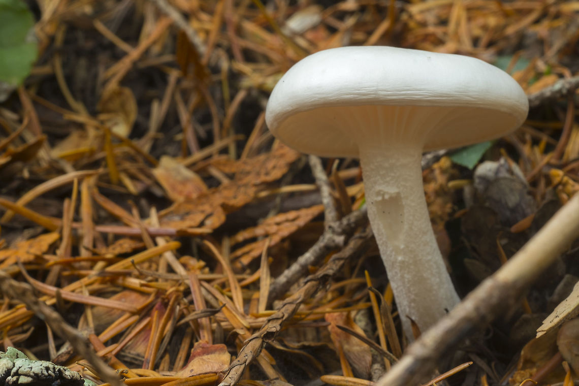 Pure white mushroom with slightly decurrant gills  Fall,Geotagged,United States