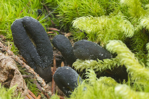 Elaphocordyceps ophioglossoides At first I thought these were earth tongues - but the pimply surface doesn't fit those at all. This one is a parasite on a truffle/puffball like fungus (not an edible one though). 

Aside.. spotting things. Very often my husband asks me how I see these things. Really, I'm not sure what made me stop for these. They are quite small and from standing height they looked very much like the decayed stalks of old mushrooms that had blackened and mostly melted away, but something, and I'm really not sure what seemed different about this one so I stopped walking and bent down to look. Indeed they were not just debris, but something interesting.  Elaphocordyceps ophioglossoides,Fall,Geotagged,Goldenthread Cordyceps,Tolypocladium ophioglossoides,United States