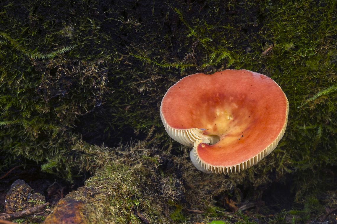 Russula bicolor I'm pretty sure this is the correct ID, but beyond the name and general description, information is hard to find...(and something bad has happened to Roger's Mushrooms! - it's down) I think it is closely related to Russula emetica, but I'm not sure what exactly is meant by R. emetica group. I think that in the past this was considered to be R. emetica, but that now it is either suspected or known to be a distinct species?<br />
In any case this is known colloquially as "the sickener" - it won't kill you if you eat it, but it will make you vomit...<br />
Roger's Mushrooms is back! info from his website Fall,Geotagged,Russula bicolor,United States