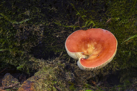 Russula bicolor I'm pretty sure this is the correct ID, but beyond the name and general description, information is hard to find...(and something bad has happened to Roger's Mushrooms! - it's down) I think it is closely related to Russula emetica, but I'm not sure what exactly is meant by R. emetica group. I think that in the past this was considered to be R. emetica, but that now it is either suspected or known to be a distinct species?
In any case this is known colloquially as "the sickener" - it won't kill you if you eat it, but it will make you vomit...
Roger's Mushrooms is back! info from his website Fall,Geotagged,Russula bicolor,United States