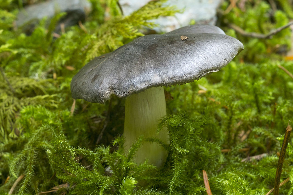 Silver-grey capped mushroom This may be a Russula adusta, but again, little information available. Another possibility with little available info Tricholoma atrosquarosum  - the photo on PNW mushrooms matches very well, but other photos not as well.. very little additional information Fall,Geotagged,Tricholoma virgatum,United States