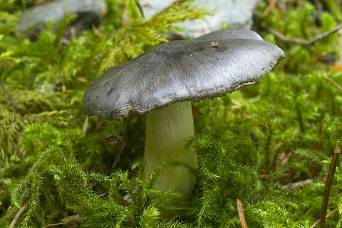 Silver-grey capped mushroom This may be a Russula adusta, but again, little information available. Another possibility with little available info Tricholoma atrosquarosum  - the photo on PNW mushrooms matches very well, but other photos not as well.. very little additional information Fall,Geotagged,Tricholoma virgatum,United States