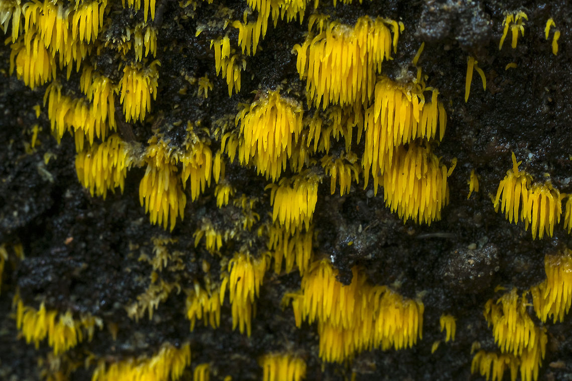 Mucronella pulchra Not a new one, but this is so pretty and uncommon that I thought it deserved another (and a little better) photo. Fall,Geotagged,Mucronella pulchra,United States