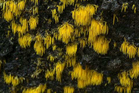 Mucronella pulchra Not a new one, but this is so pretty and uncommon that I thought it deserved another (and a little better) photo. Fall,Geotagged,Mucronella pulchra,United States