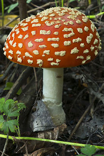 Amanita muscaria not terribly original, but this has to be the most perfect A.muscaria I've ever seen and it was big, really big Amanita muscaria,Fall,Fly agaric,Geotagged,United States