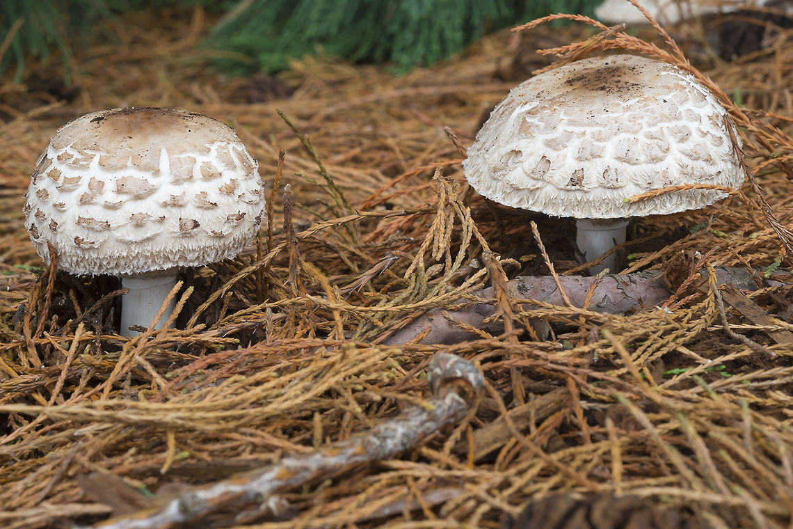 Shaggy Parasols  C. rhacodes complex,Fall,Geotagged,Shaggy parasol,United States
