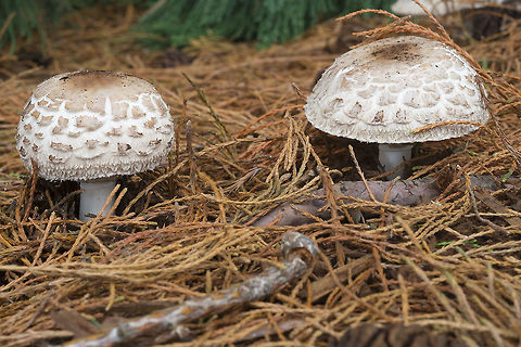 Shaggy Parasols  C. rhacodes complex,Fall,Geotagged,Shaggy parasol,United States