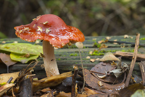 Readlead Roundhead  Fall,Geotagged,Leratiomyces ceres,United States