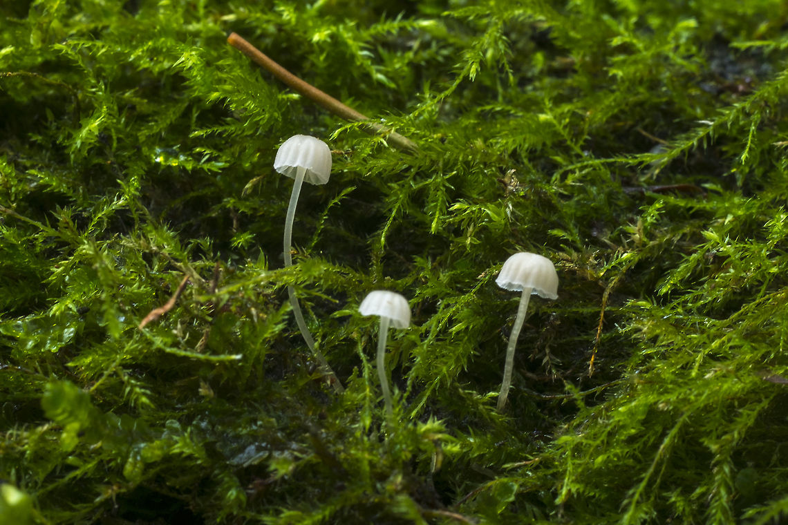 Hemimycena species  Fall,Geotagged,United States