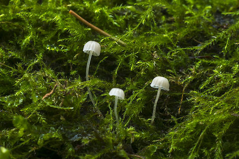 Hemimycena species  Fall,Geotagged,United States