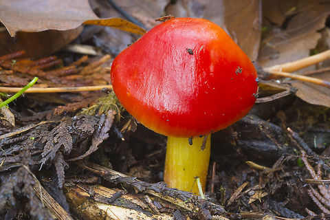 Hygrocybe cuspidata Stunning scarlet and yellow waxy cap Fall,Geotagged,Hygrocybe cuspidata,United States