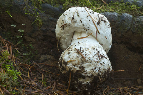 Amanita smithiana ☠ Amanitas are one of the mushrooms reported to be sometimes mistaken for Tricholoma magnivelare, and I haven't previously handled one, so I pulled this one to see how it felt, smelt and what it's root looked like. I don't think if you've ever handled a real Tricholoma you'd ever make the mistake. There's no odor and it feels quite different, but if you were just going on description, it might be a misstep you could make. Amanita silvicola,Amanita smithiana,Fall,Geotagged,Kauffman's Forest Lepidella,United States