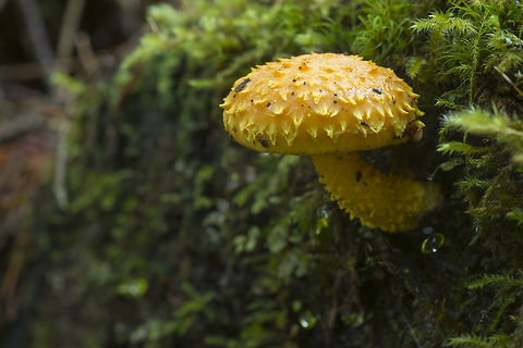 Bright Yellow Pholiota  Fall,Flaming Pholiota,Geotagged,Pholiota flammans,United States
