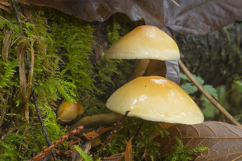 Smooth yellow mushrooms  Fall,Geotagged,United States