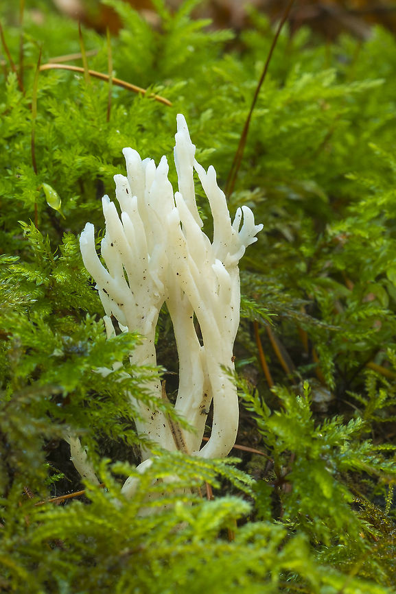 Wrinkled Coral fungus  Clavulina rugosa,Fall,Geotagged,United States,Wrinkled coral fungus
