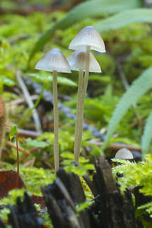 Light brown mycena with granular stems no iodine smell Fall,Geotagged,United States