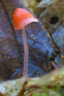 Shocking pink mycena  Fall,Geotagged,Mycena acicula,Mycena adonis,Orange bonnet,United States