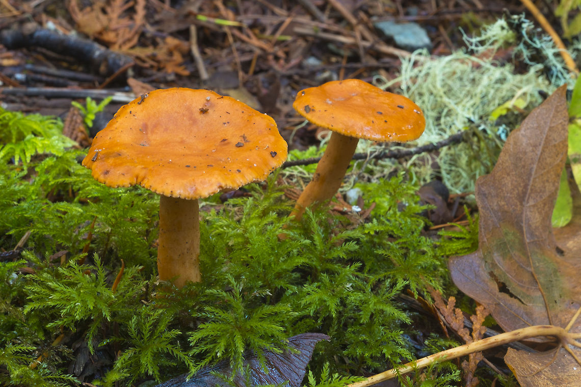 Lactarius species white milk that didn&#039;t change color, at least not right away - all orange, cap stem and gills Fall,Geotagged,United States