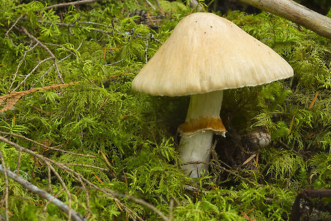 large conehead mushroom Gypsy Mushroom - Cortinarius caperatus, Rozites caperata Cortinarius caperatus,Fall,Geotagged,Gypsy Mushroom,United States