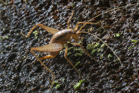 Camel Cricket - female per BugGuide - Pristoceuthophilus genus, but of the two possible species it could be either, as the females are apparently identical and can only be id'd by the presence of males of the same species. Fall,Geotagged,United States