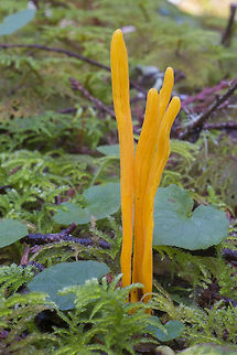 Golden Spindles  Clavulinopsis fusiformis,Fall,Geotagged,United States