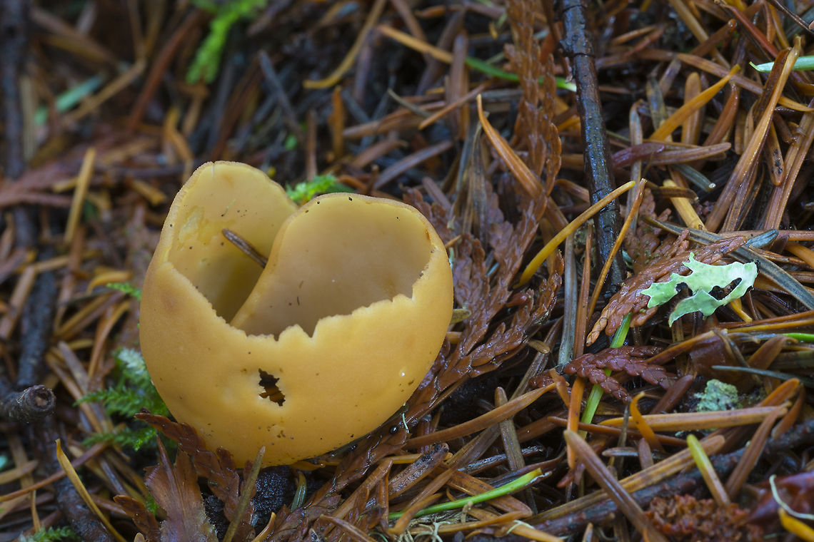 Otidea alutacea  Fall,Geotagged,Otidea alutacea,United States