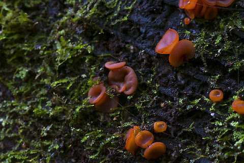 Purple Jelly Disc  Ascocoryne sarcoides,Fall,Geotagged,Jelly Drops,United States