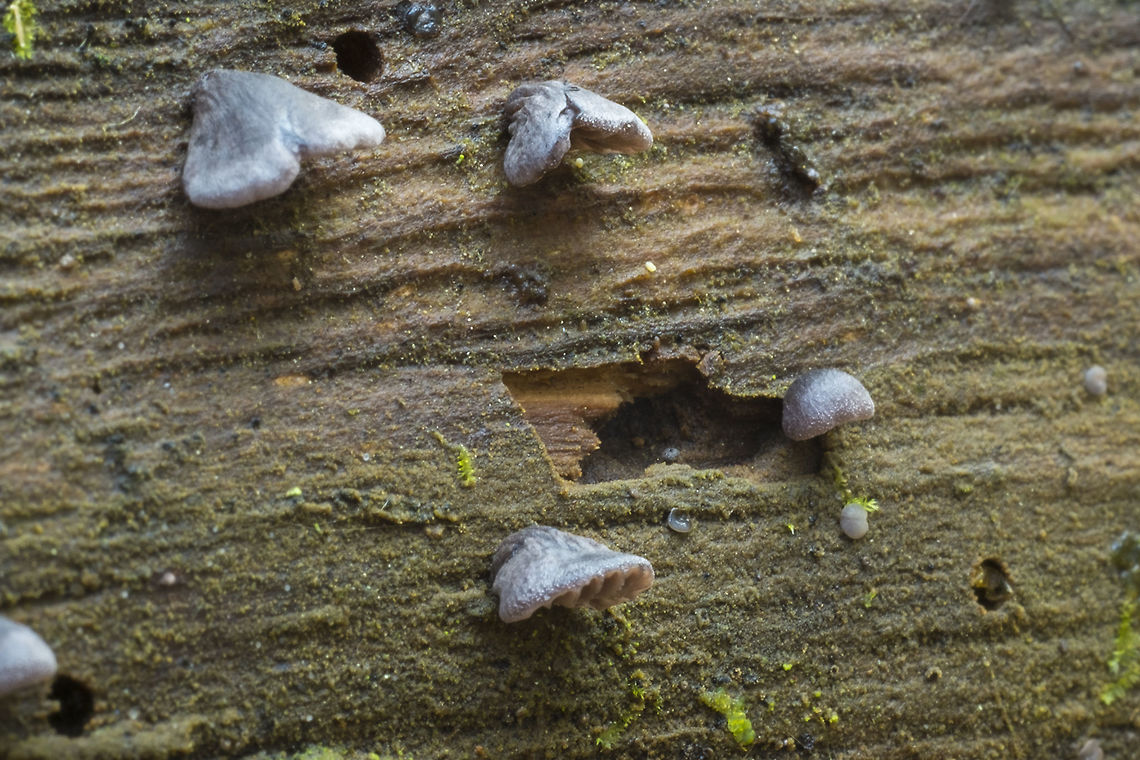 Hohenbuehelia unguicularis how&#039;s that for a species name! This is an uncommon one, so no Wiki entry. When I get home from work, I&#039;ll get the species into the system. Fall,Geotagged,Hohenbuehelia unguicularis,United States
