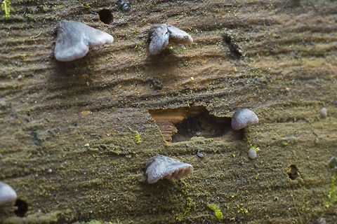 Hohenbuehelia unguicularis how's that for a species name! This is an uncommon one, so no Wiki entry. When I get home from work, I'll get the species into the system. Fall,Geotagged,Hohenbuehelia unguicularis,United States