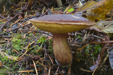 The Admiral  Aureoboletus mirabilis,Fall,Geotagged,United States